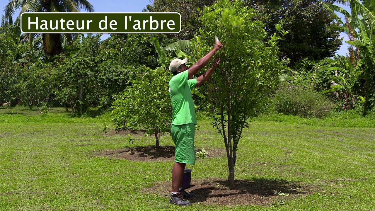 La Taille  des agrumes