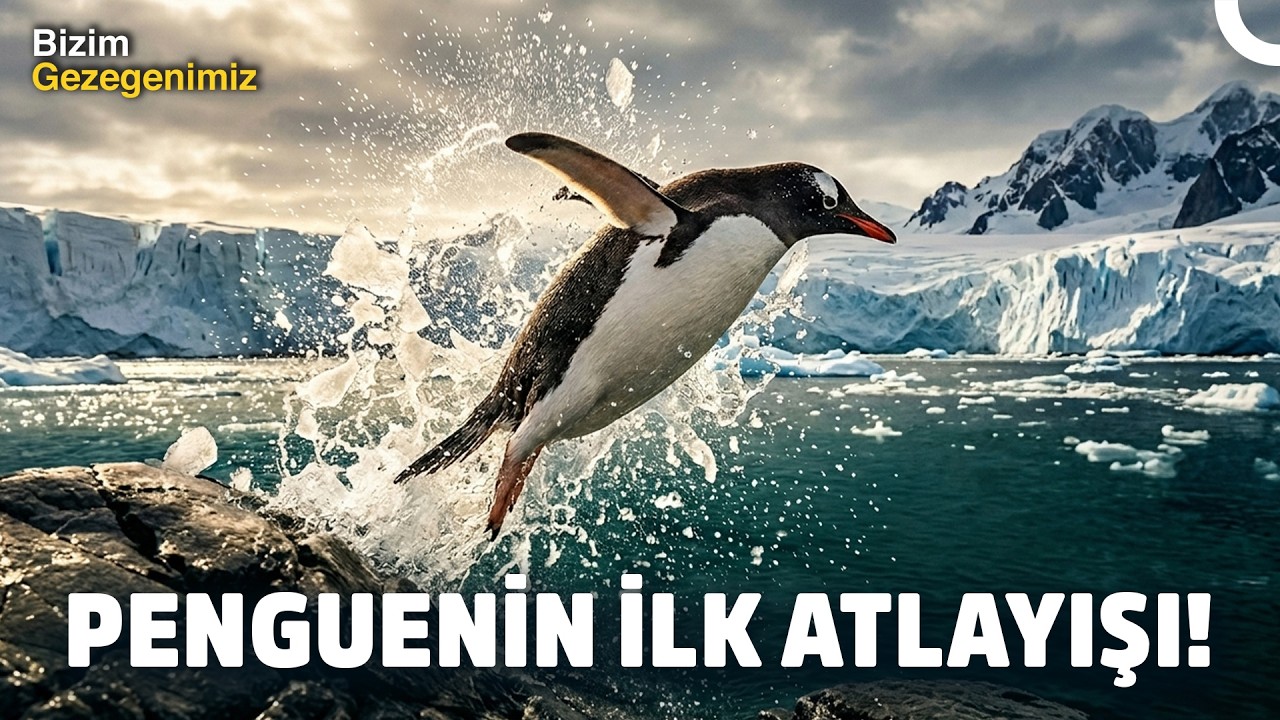 Okyanusa İlk Adım: Penguen Yavrularını Ne Bekliyor? | Türkçe Dublaj Belgesel