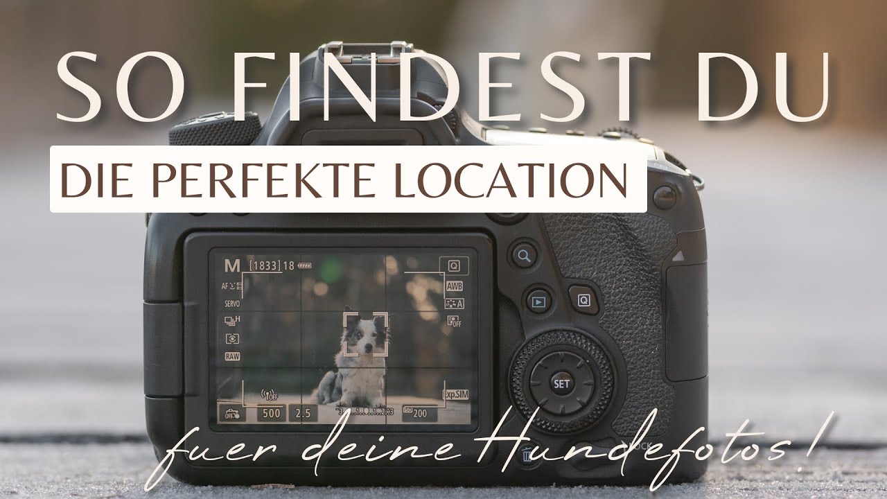 SO findest du die PERFEKTEN LOCATIONS für deine Hundefotos | Fotolocations finden | Fotografie Tipp
