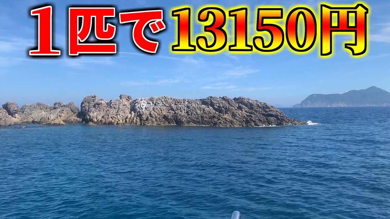 鵜来島の大物釣りで高級魚を釣りました（泣）
