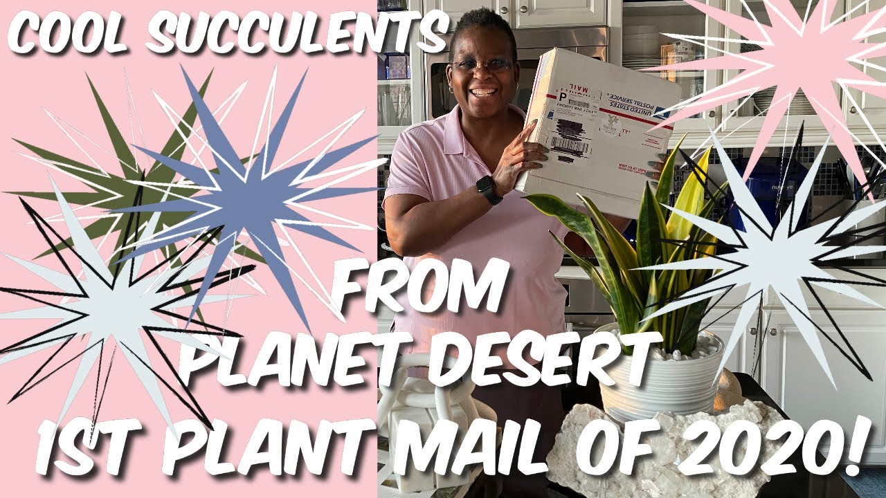 111: Super Cool Rare Succulent Unboxing from Planet Desert! | One Is A Wishlist Plant