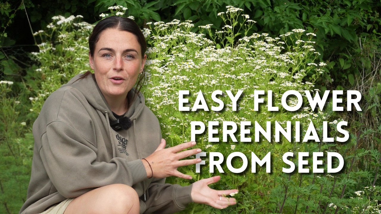 Perennial Cut Flowers to Grow From Seed (Easy)