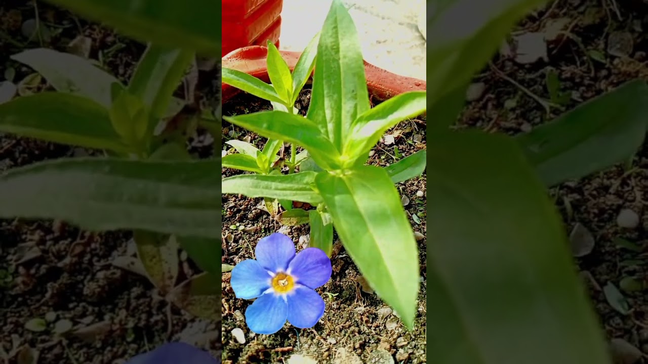 If you pinch it, it will become bushy🌿 #garden #shorts #ytshorts #foryou