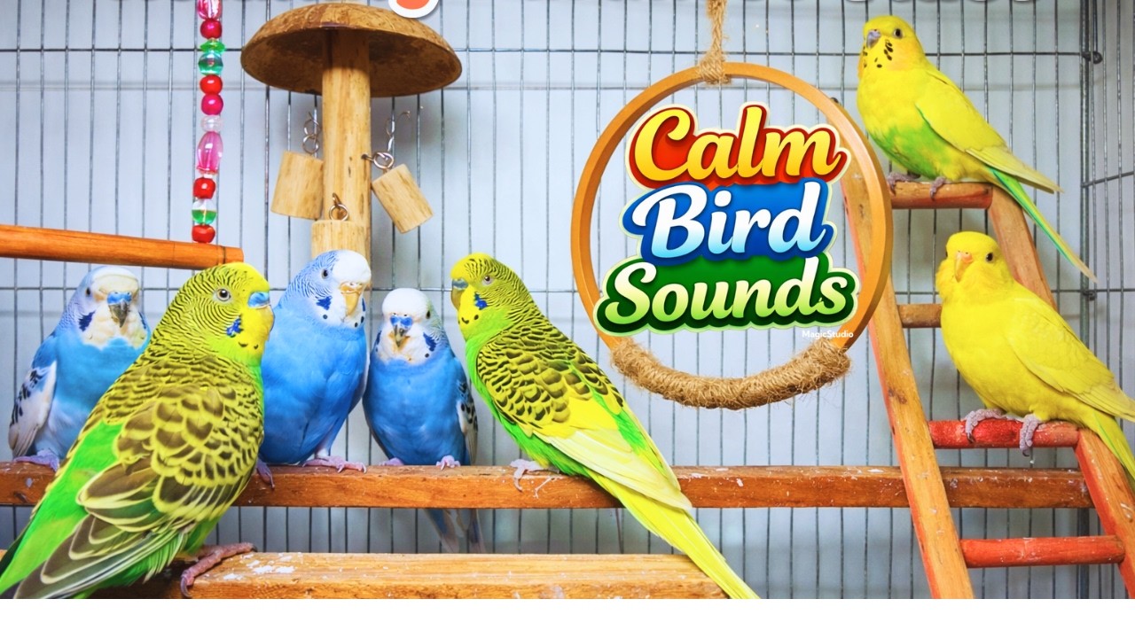 Budgies Chirping Sounds | Natural Bird Sounds for Relaxation, Sleep & Study