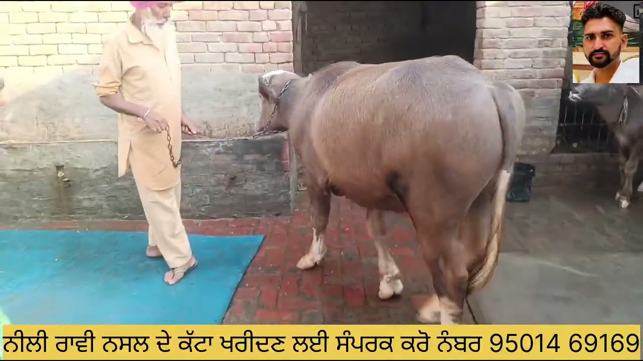 ਨੀਲੀ ਰਾਵੀ ਨਸਲ ਦੇ ਕੱਟਾ ਖਰੀਦਣ ਲਈ ਸੰਪਰਕ ਕਰੋ ਨੰਬਰ 95014 69169 #dev #hari #nau 
