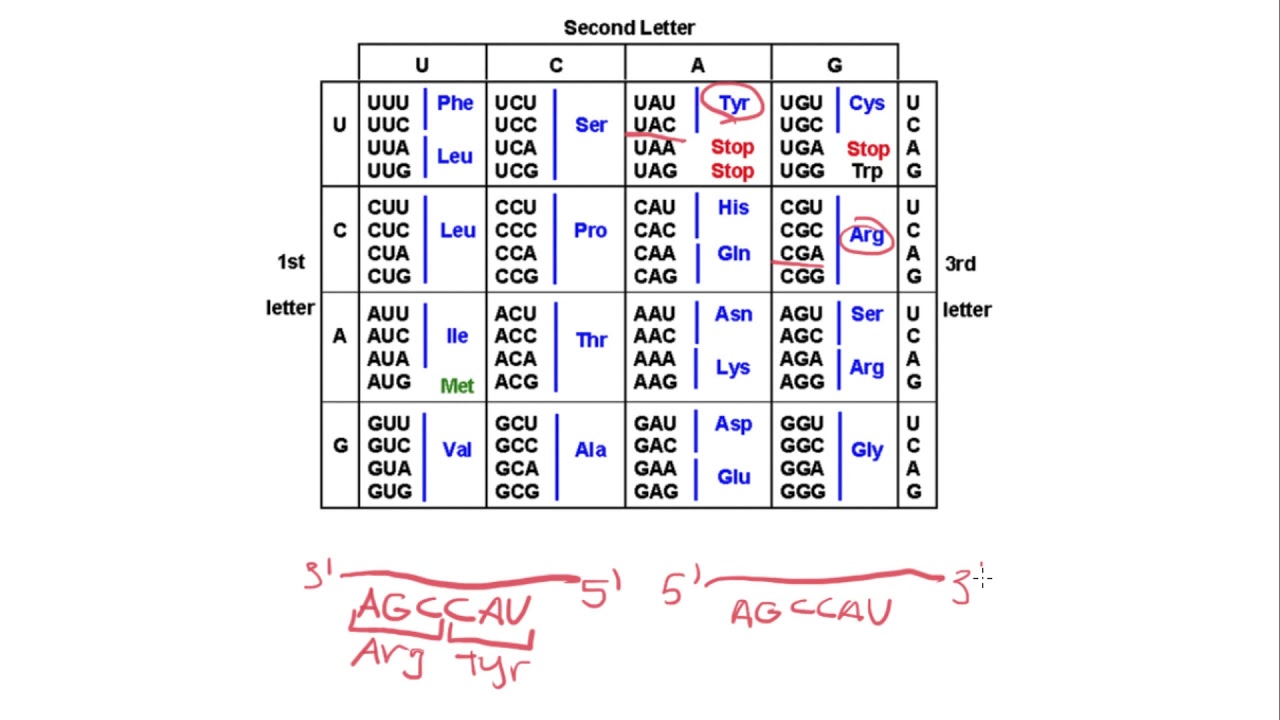 How to read a codon chart