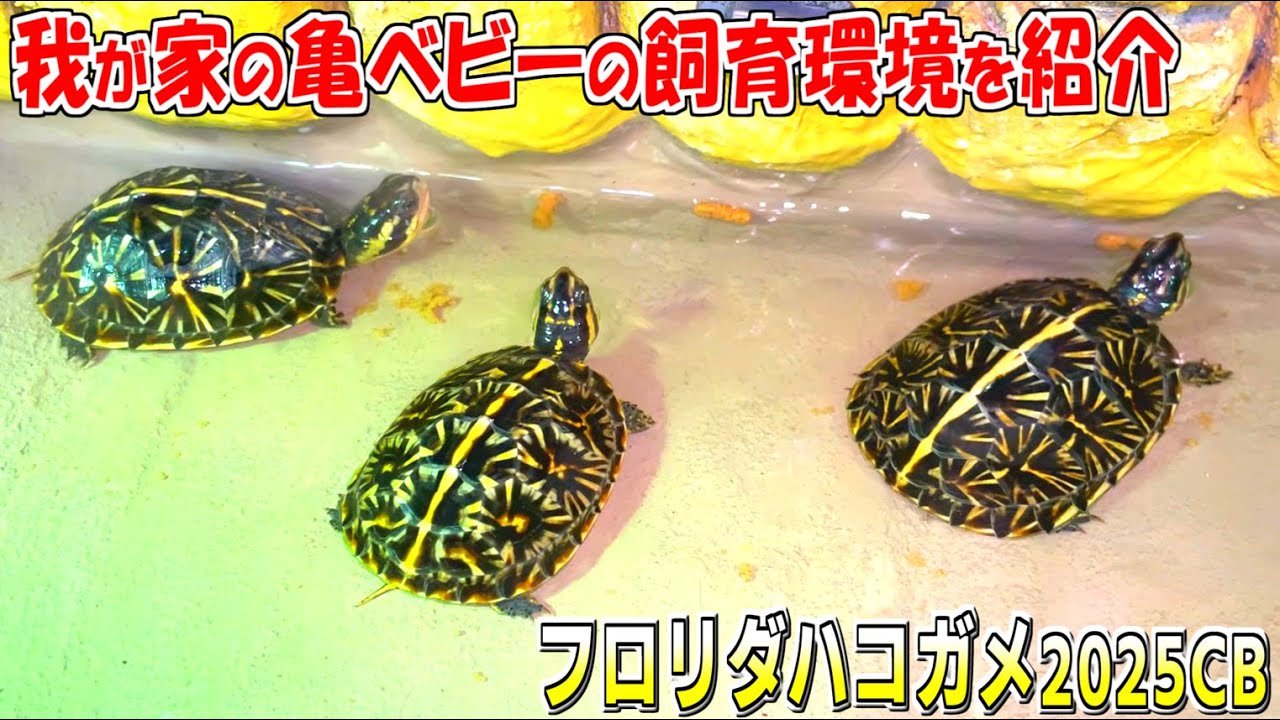 うちで室内飼育している亀の飼育環境【2025.11.6】