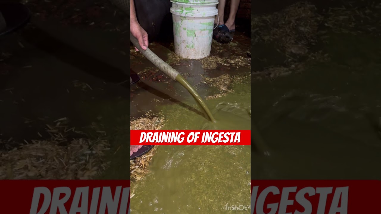 Draining of ingesta l Impaction of rumen l dr Umar khan