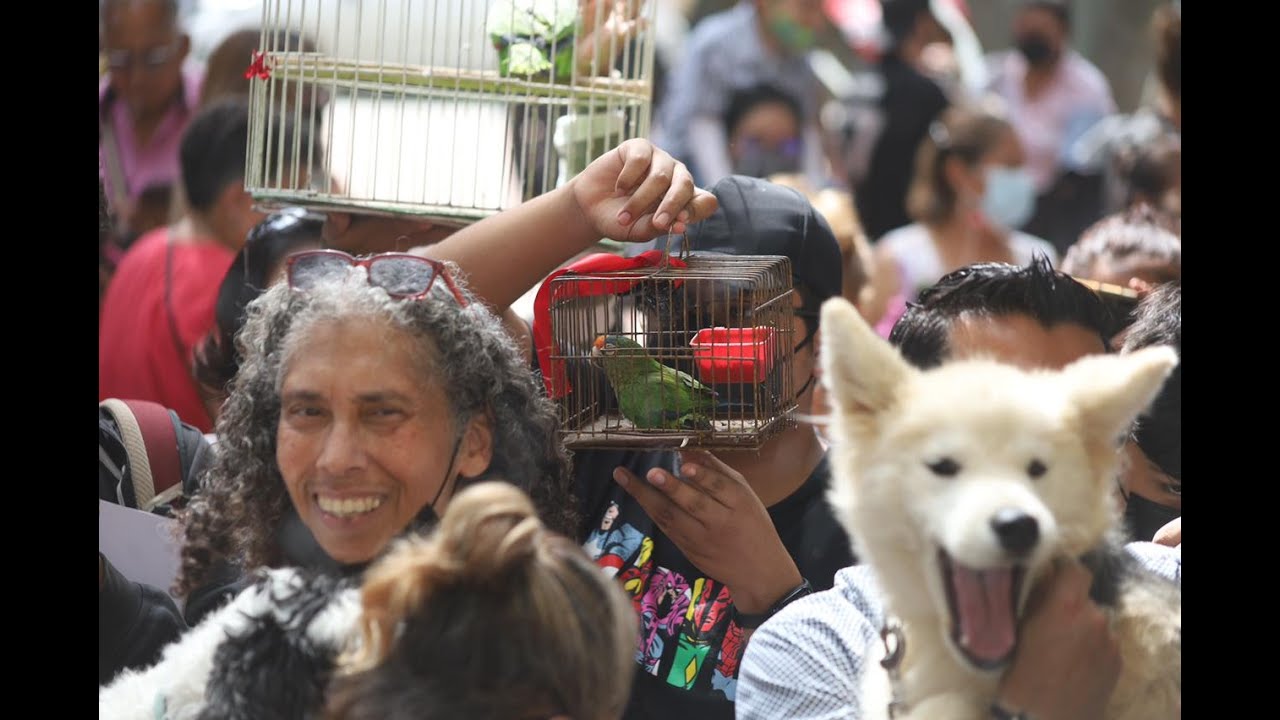 Oaxaca: Llevan a bendecir a sus animales, en el Día de San Ramón Nonato
