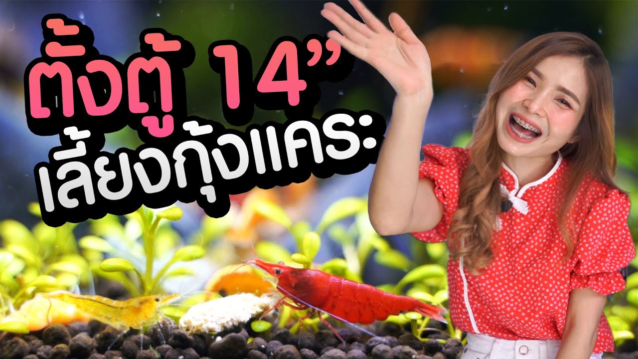 ตั้งตู้ไม้น้ำ 14