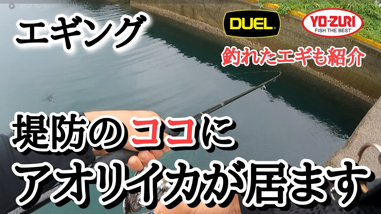 【エギング】堤防アオリイカはココを狙うと高確率で釣れます。釣れた最強エギはコレ！