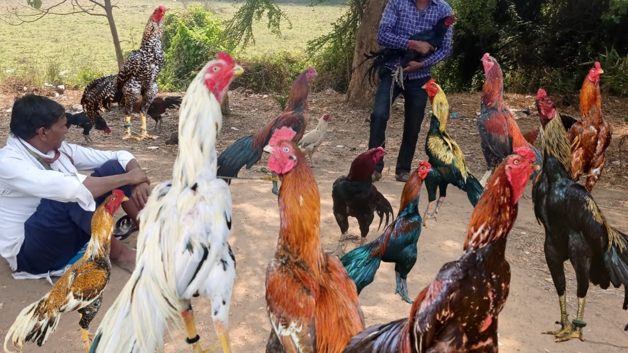 Aseel Murga Market Balrampur |l top quality aseel rooster || rooster market Balrampur || 2026