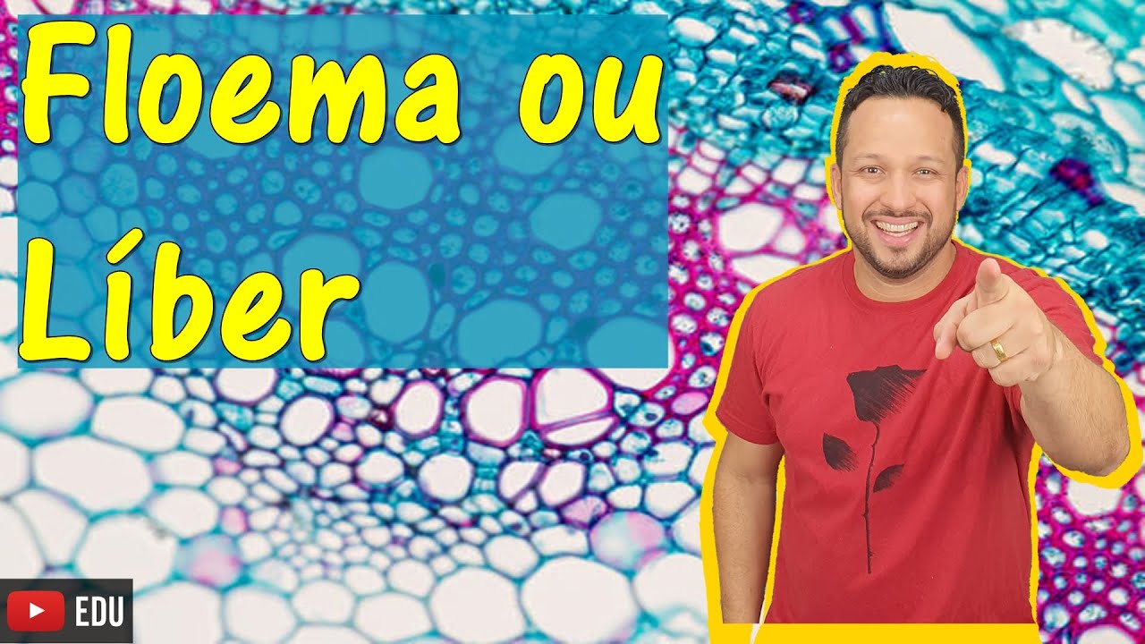 Floema ou Líber - Tecido Vascular - Tecido Adulto ou Permanente - Histologia vegetal - Botânica