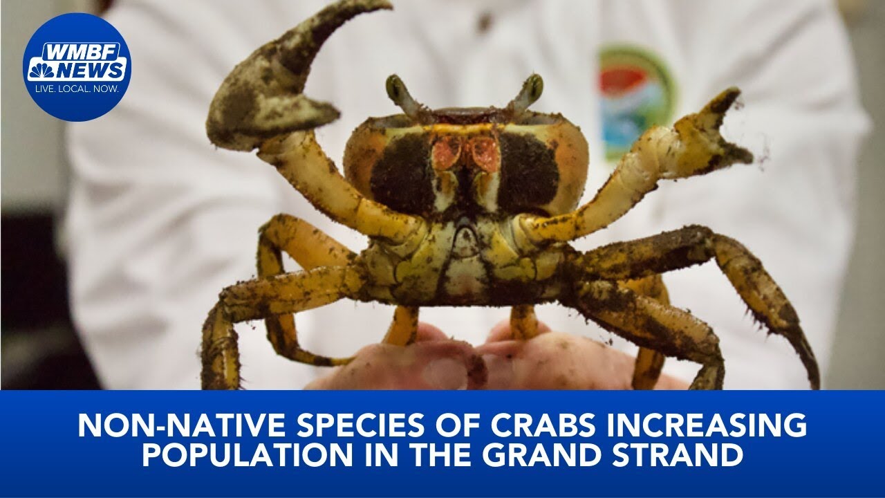 Non-native species of crabs increasing population in the Grand Strand