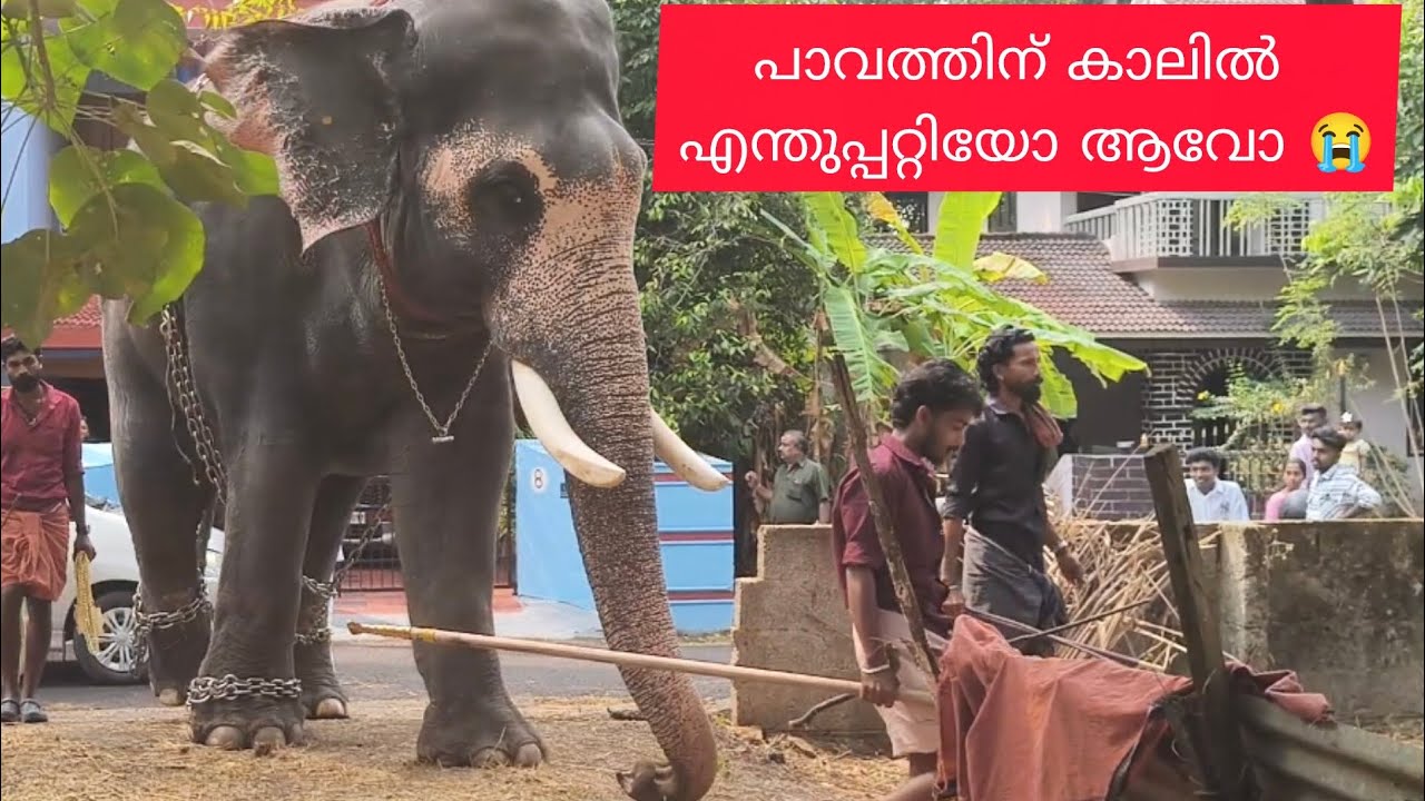 ഇങ്ങനെ നടക്കുന്നത് കാണുമ്പോൾ 🥺🥺