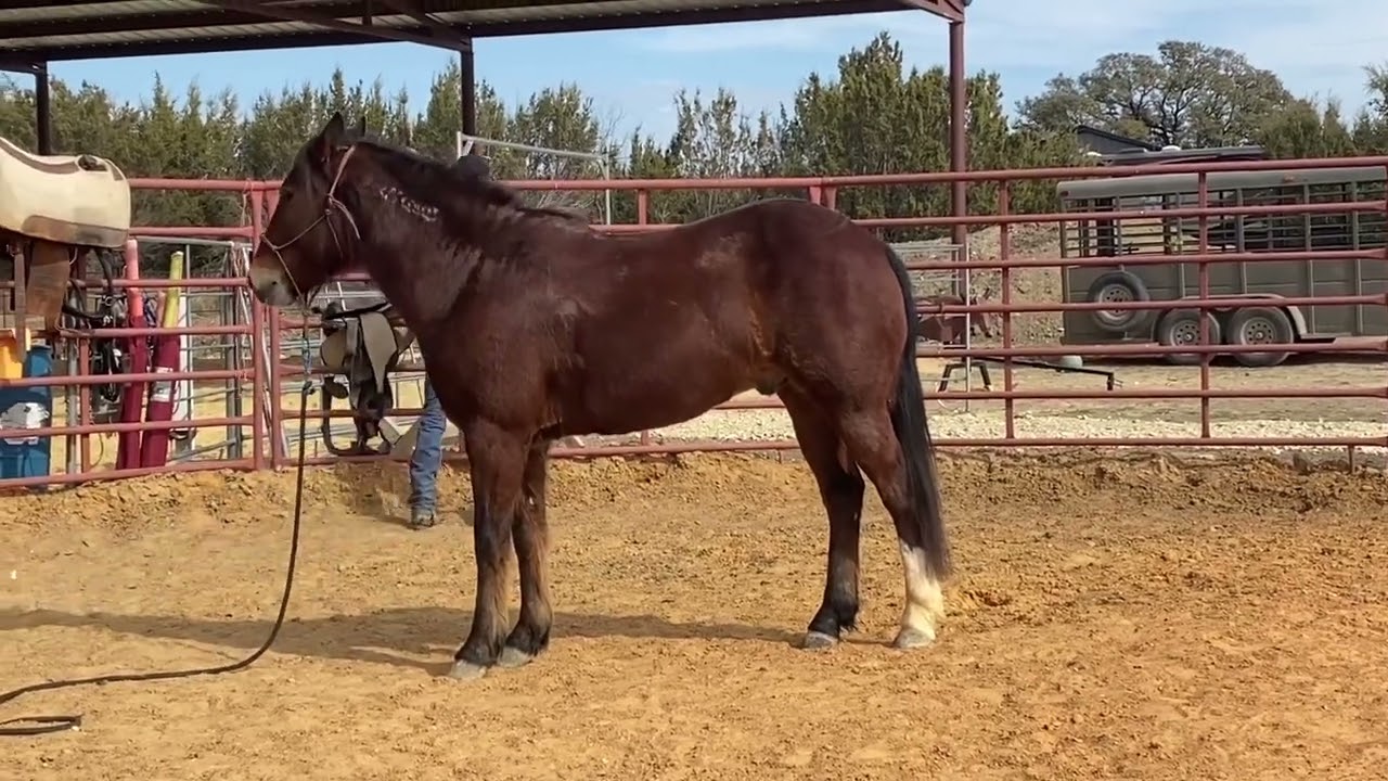 Bay Mustang Available 1/27/2025