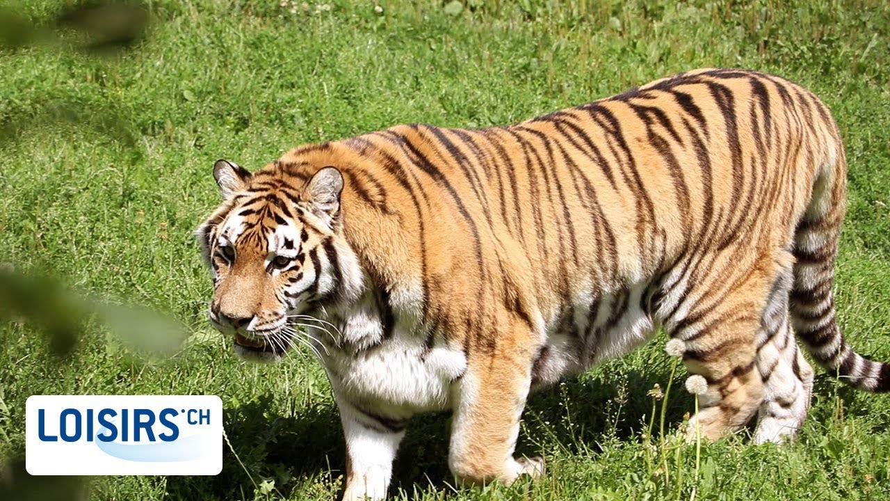 Visite du Zoo de Servion - Tigres, loups, ours et autres surprises