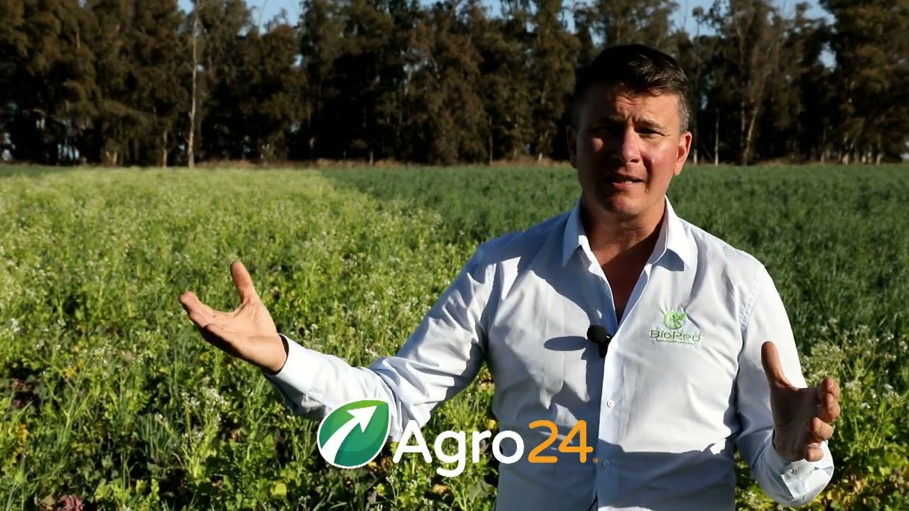 Ensayo de Cultivo de Servicio