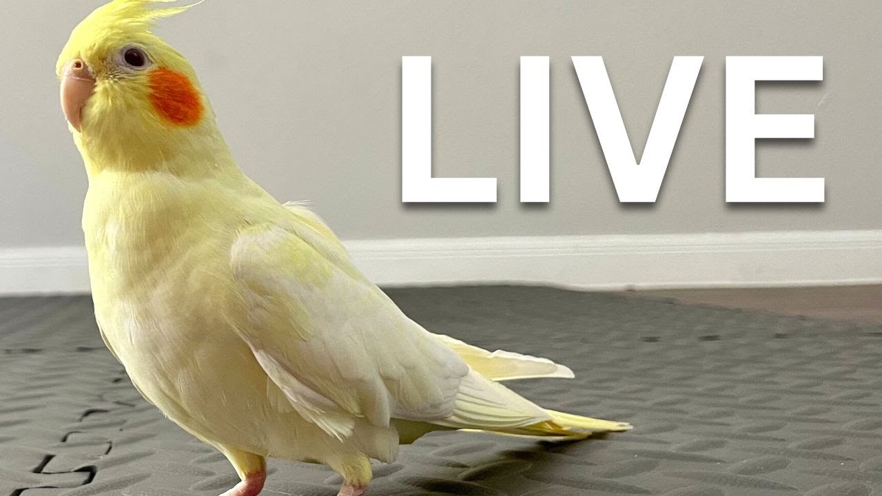 Cockatiel With Ducks Live stream