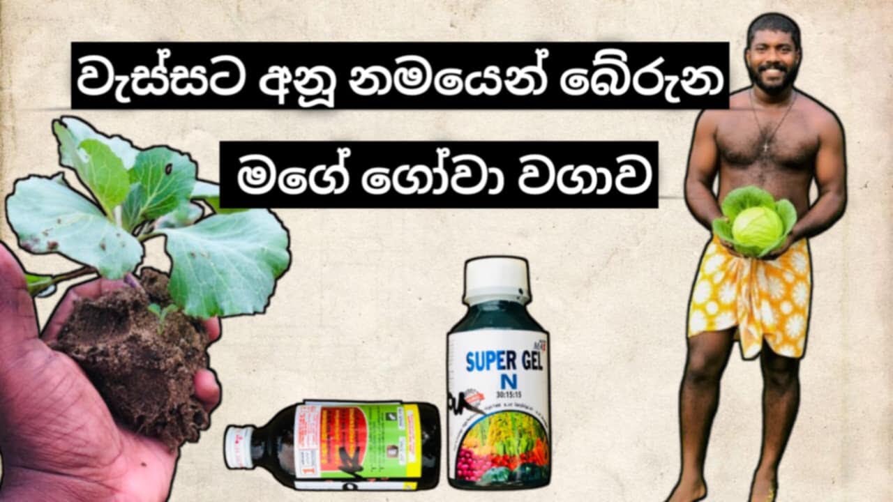ගෝවා වගාව episode  03 #agriparadise #agriculturalsystem #mybackyardgarden #farming101 #food 