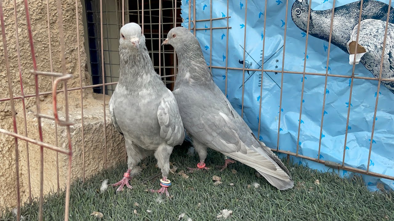 وصلت وجبه جديده واحد ع واحد عالم الالوان