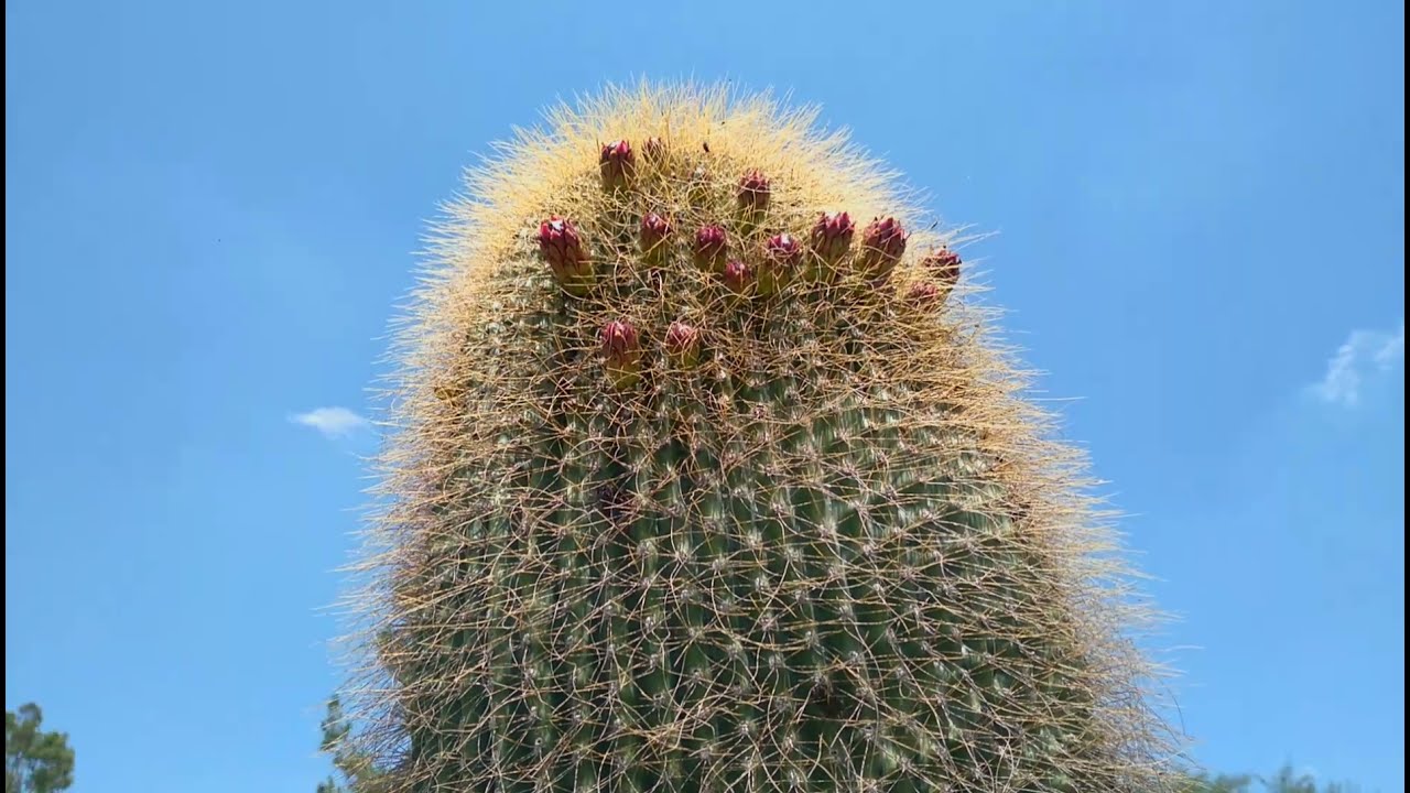Cactus especiales / Jardín de cactus 🌵