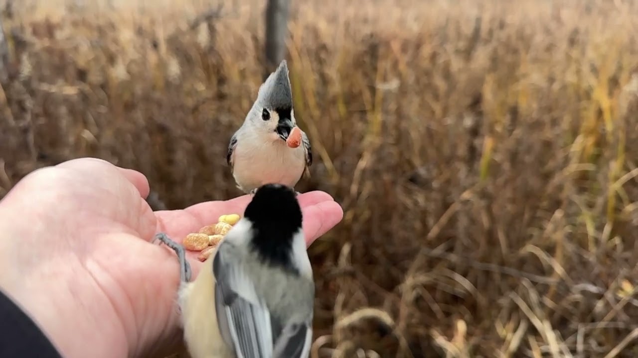Hand-feeding Birds in Slow Mo - Chickadees, Nuthatches, Downy Woodpecker, Tufted Titmice