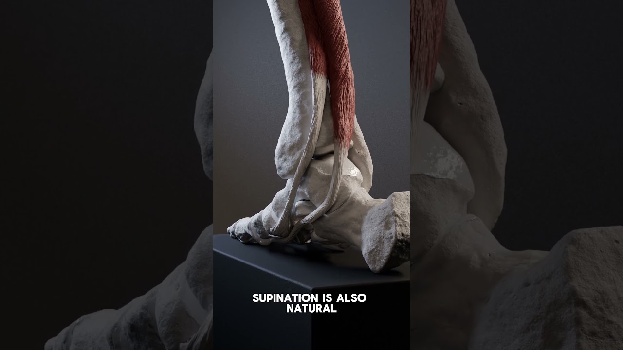 Foot pronation and supination 