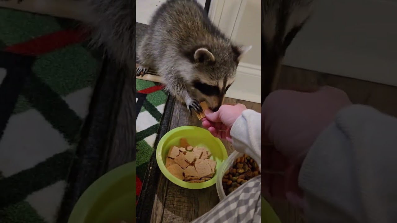 Gracie and the baby raccoons! 