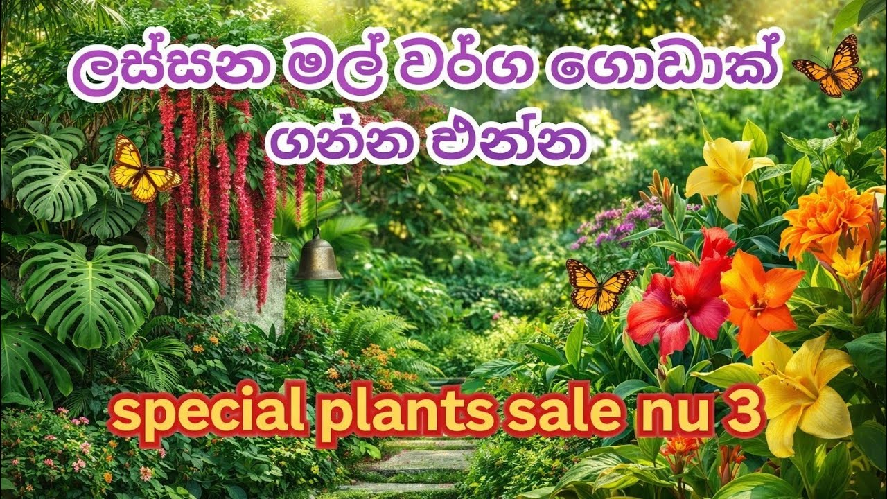 මේ සතියේ මගෙන් ගන්න පුළුවන් පැල වර්ග ගොඩාක් වර්ග 500කට වඩා 