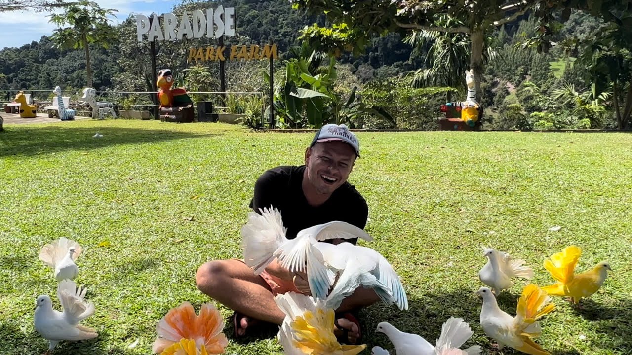 Vt&aacute;ky, ktor&eacute; v&aacute;m nedaj&uacute; pokoj | Koh Samui, Thajsko