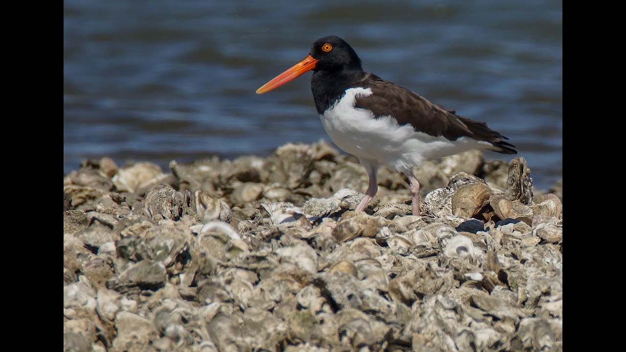 Gulf Coast Bird Observatory's American Oystercatcher Study
