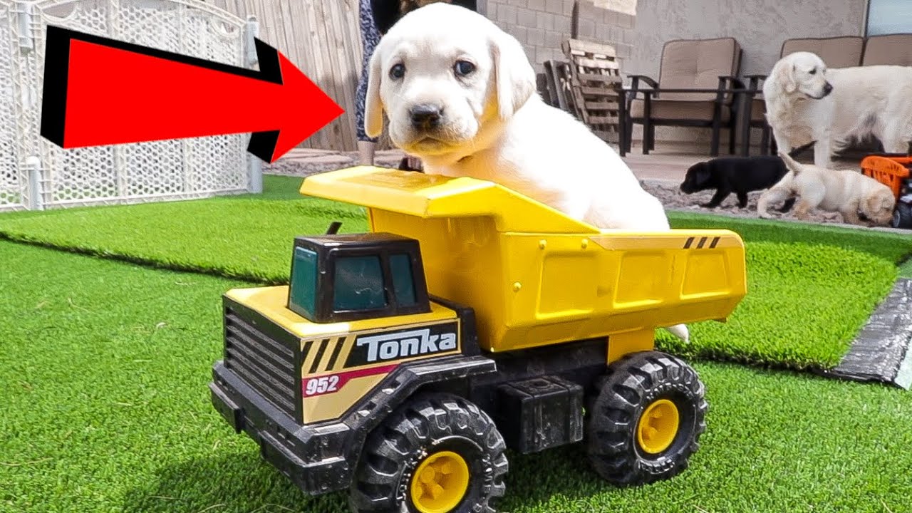 Puppies Go For A Ride In The Dump Truck!!