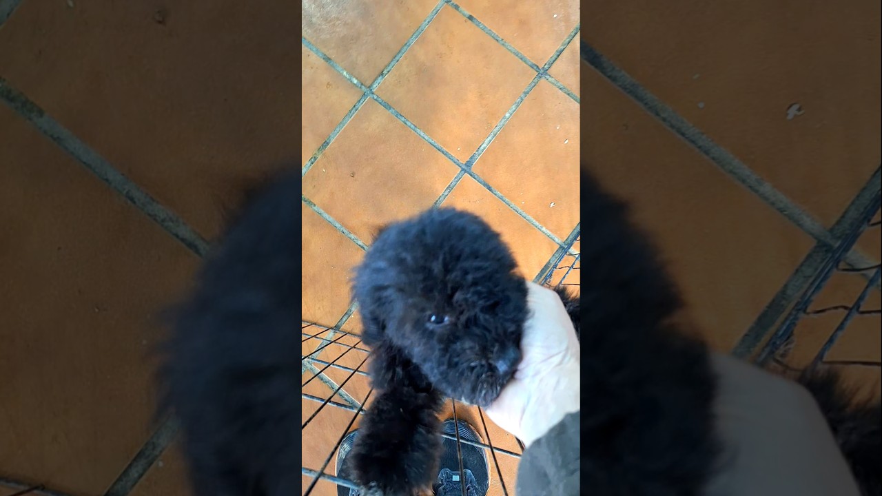Se va NYN CALIXTA cerquita 
