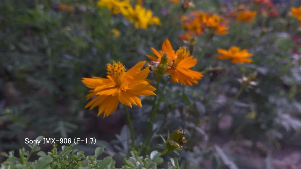 Sony IMX-906 (F-1.7)