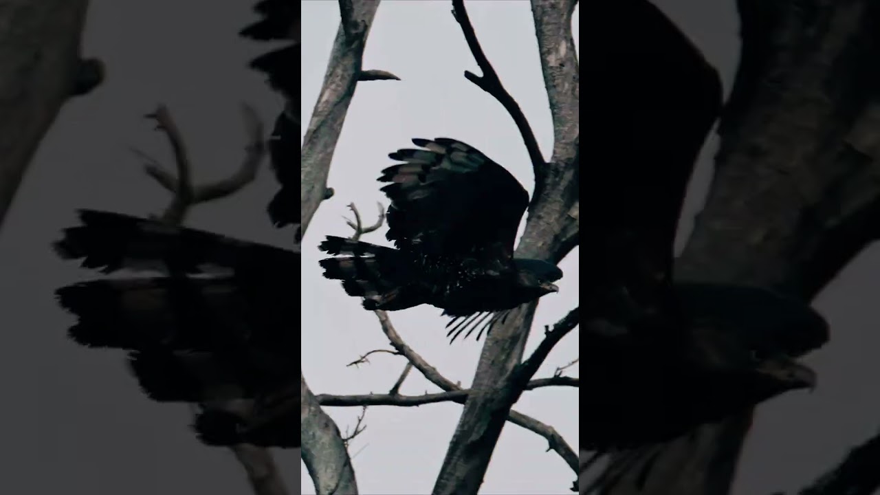 Crown Eagle transformation from dishevelled to majestic #wildlife