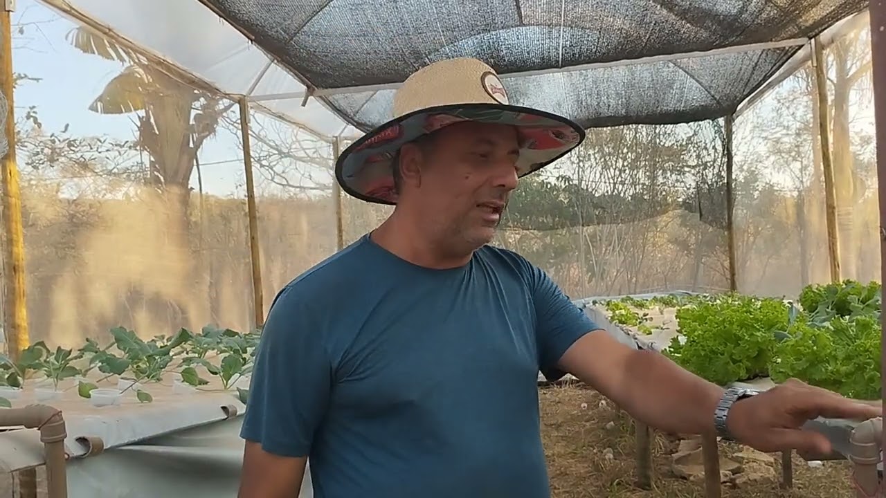 Hidroponia na telha passo a passo.