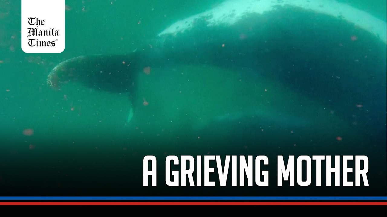 Humpback whale apparently grieves stillborn calf in rare footage