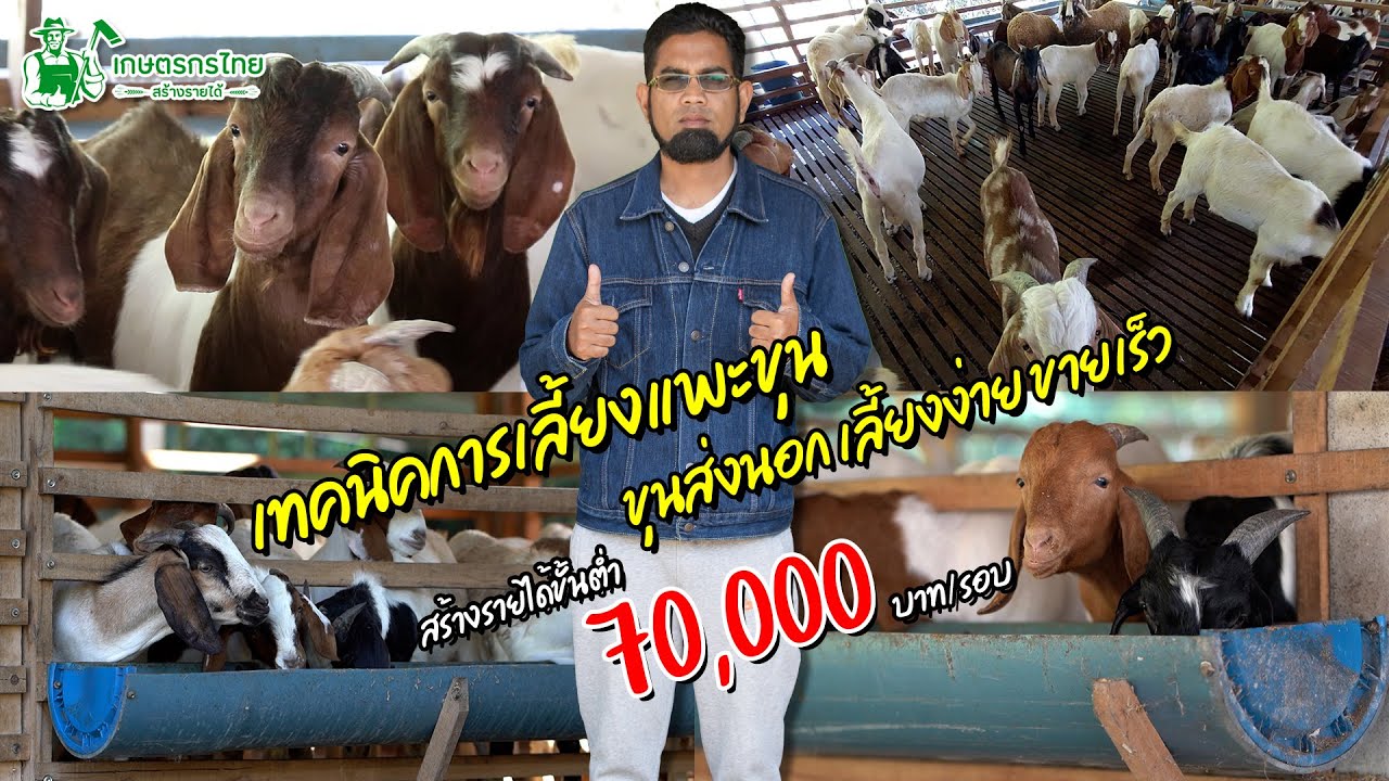 เทคนิคการเลี้ยงแพะขุน เลี้ยงง่าย ขายเร็ว สร้างรายได้ขั้นต่ำ 70,000 บาท/รอบ l ชมสวนเกษตรกรไทย Ep297