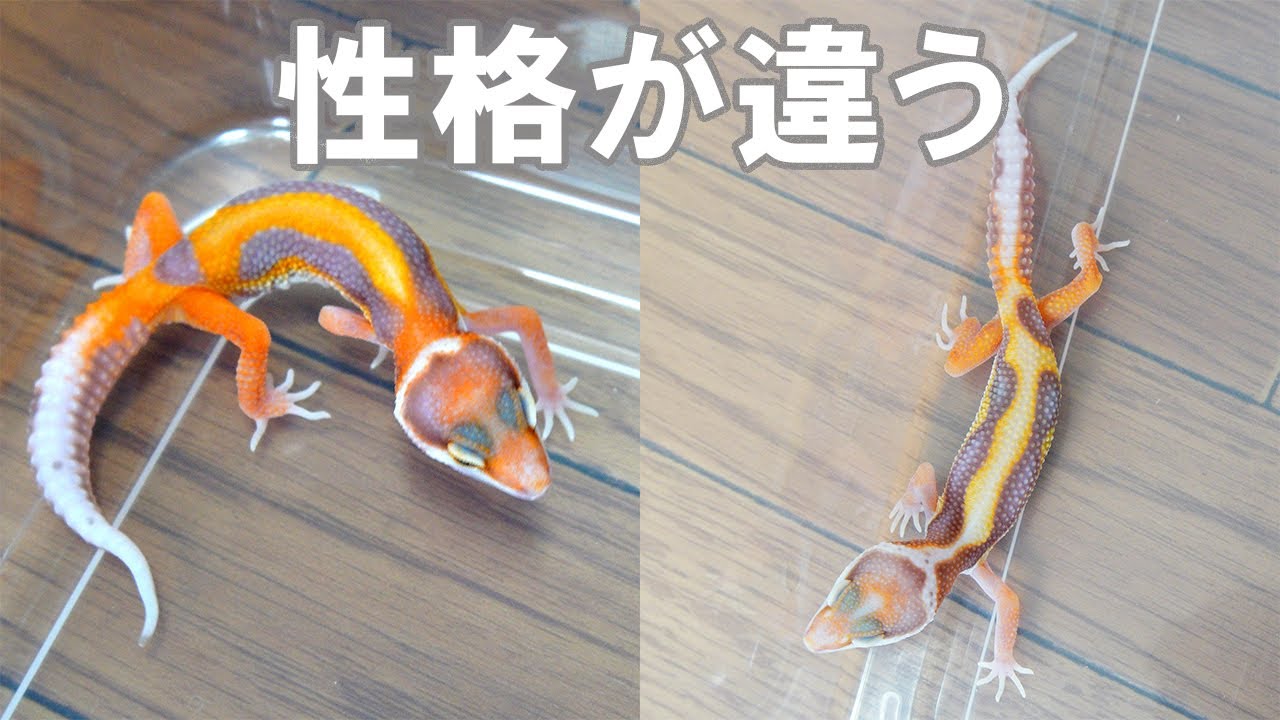 【同じ日に生まれました】同時に産まれたレオパの赤ちゃんの性格が違ってきた