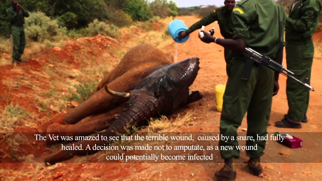 SkyVets in action - Kilaguni - DSWT | Sheldrick Trust