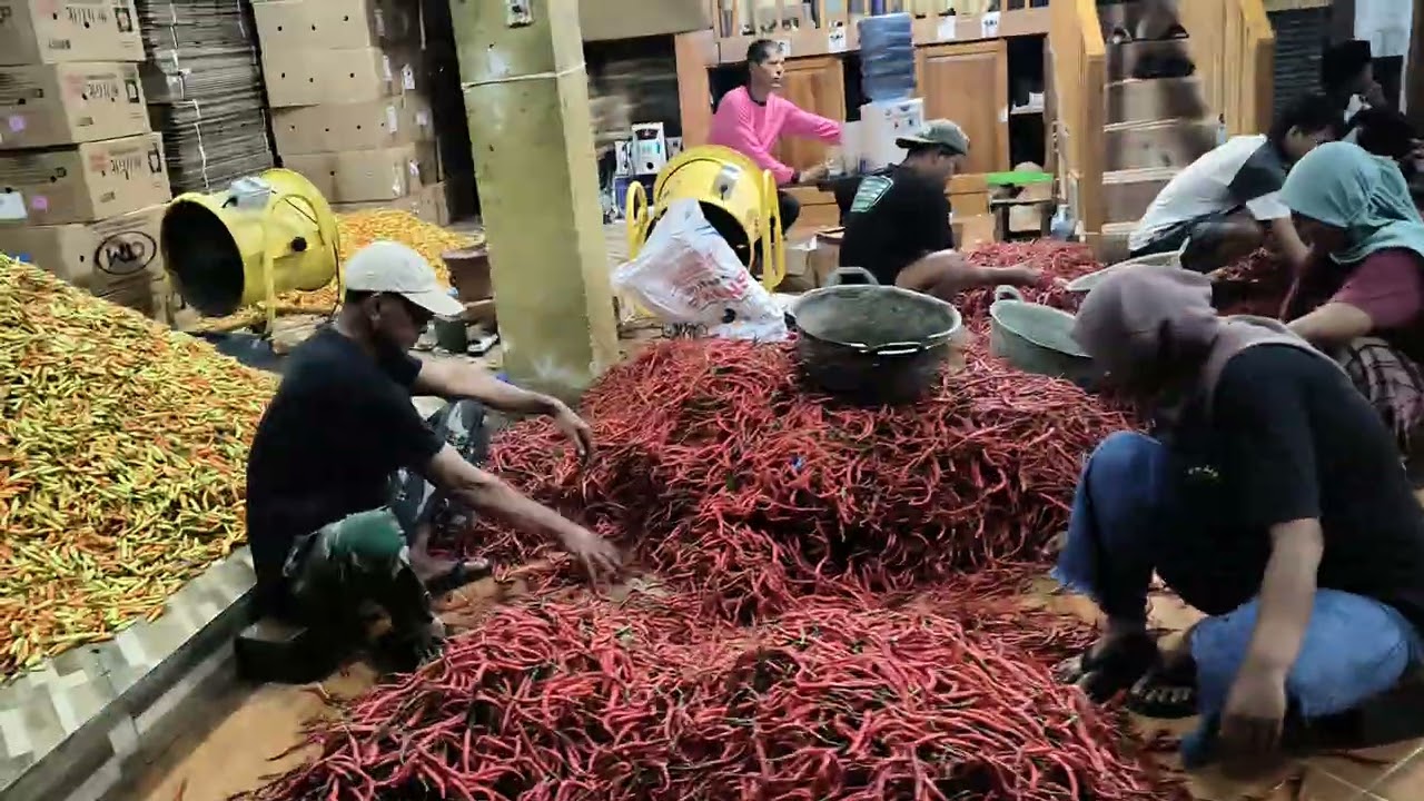 HARGA cabe dan sayur tgl 26 februari,2026, dikab Magelang, Jawa Tengah #petanimillennial #fypシviral 