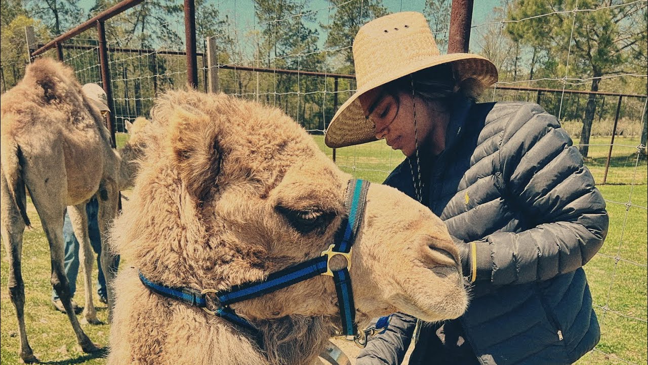 Camel Training + Garden Update | Dreka Gates
