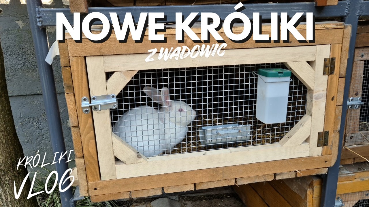 Nowe króliki w hodowli