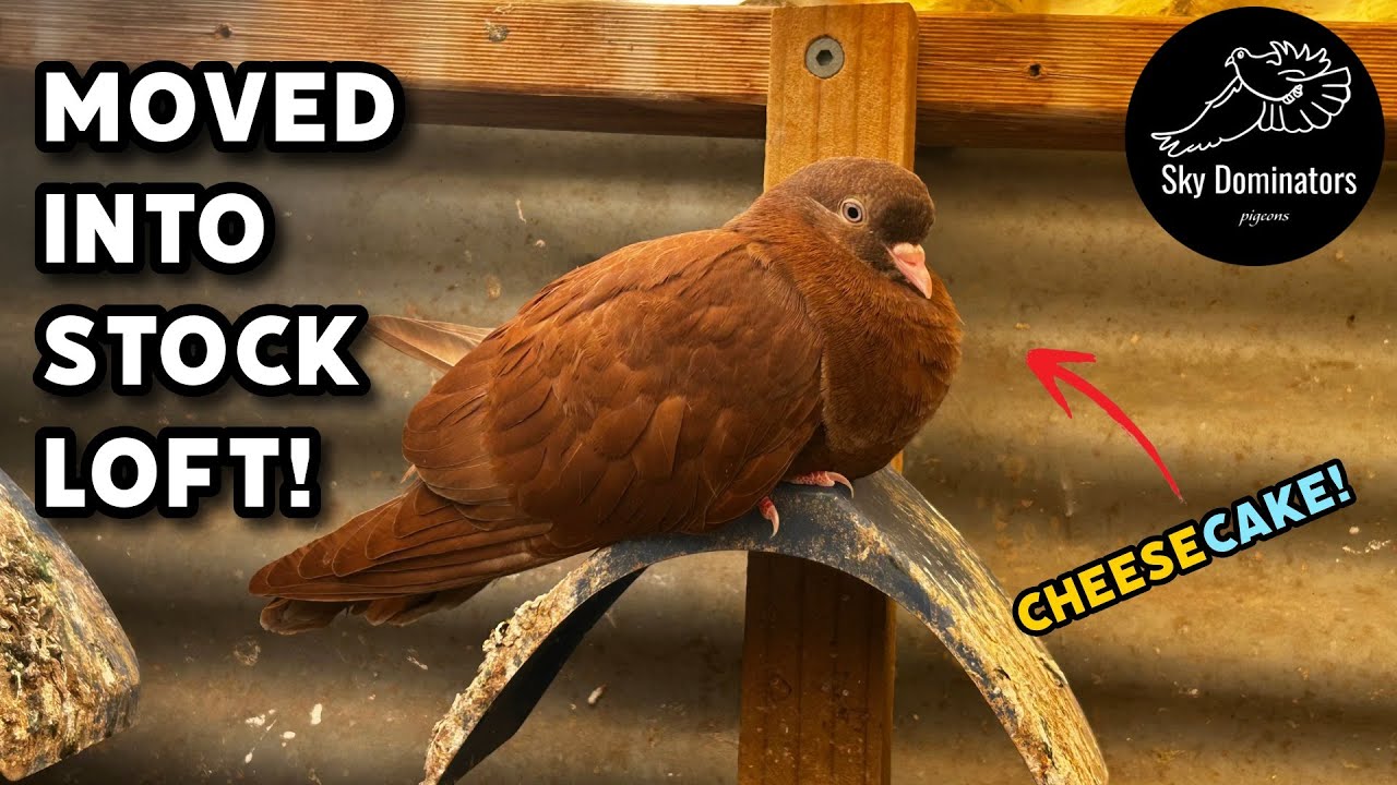 Чизкейк переехал в Stock Loft!
