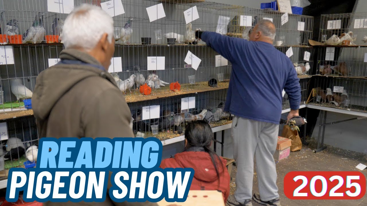 Foy's Pet Supplies - Выставка PIGEON в Рединге 2025