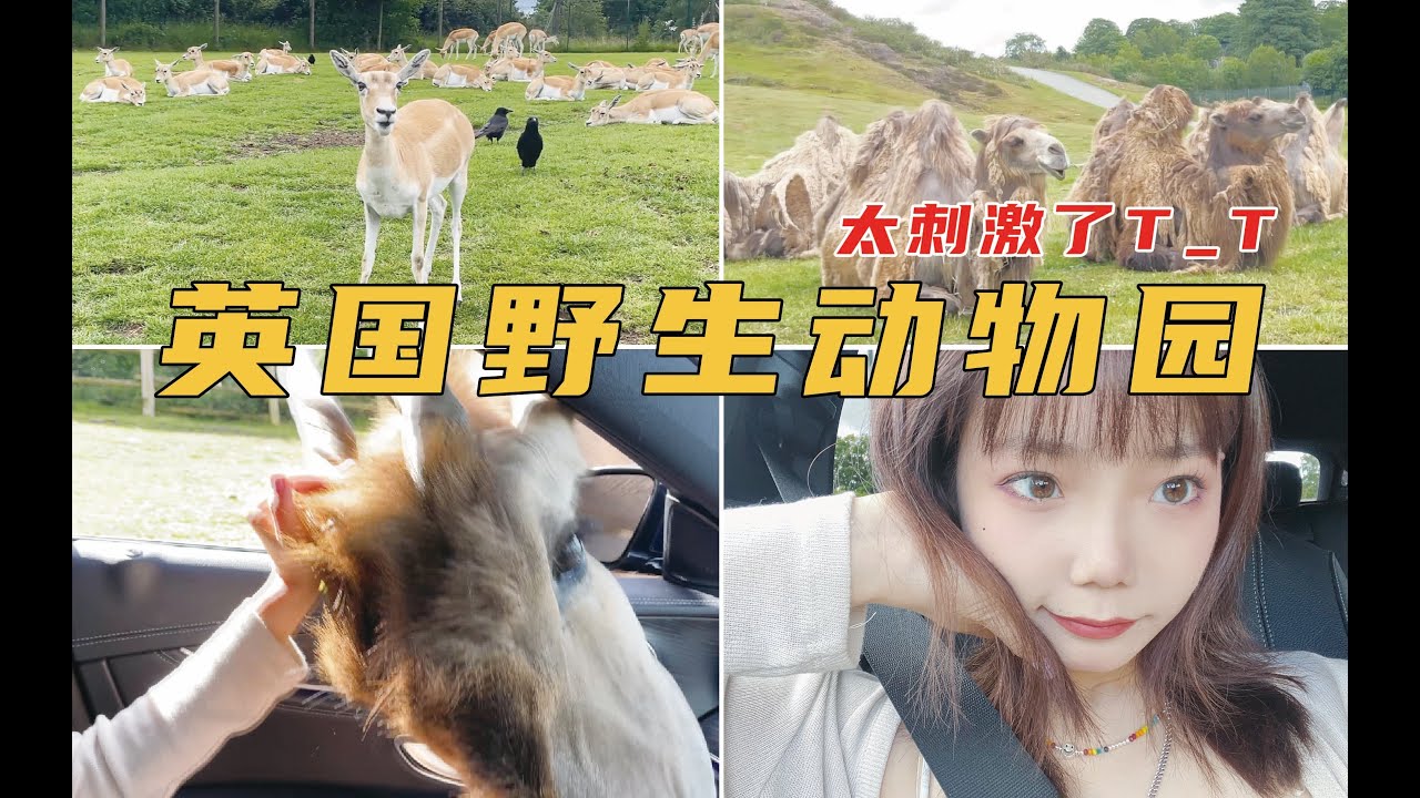 我 竟 然 被 鹿 抢 走 了 手 机 ！