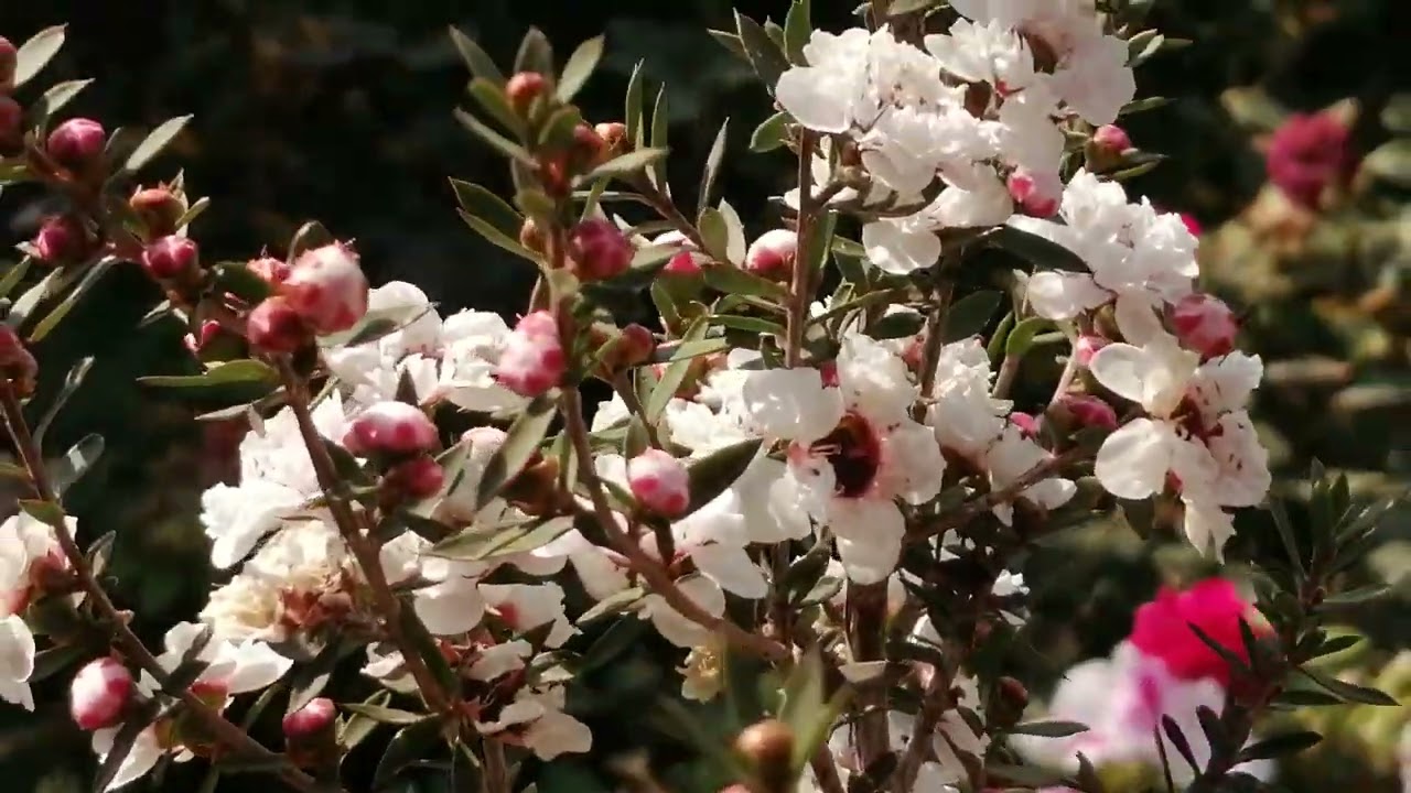 leptospermum o Erika un hermoso arbusto