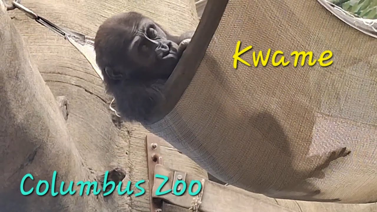 Relaxing in Hammock Baby Gorilla Kwame at Columbus Zoo 