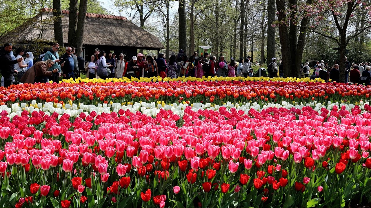 The beautiful Keukenhof garden is full of colourful flowers - 4K